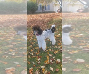 Poodle (Standard) Puppy for sale in WILTON, ME, USA