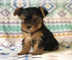 Small Photo #6 Australian Yorkshire Terrier Puppy For Sale in CLAY, PA, USA