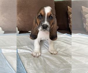 Basset Hound Puppy for sale in RIALTO, CA, USA