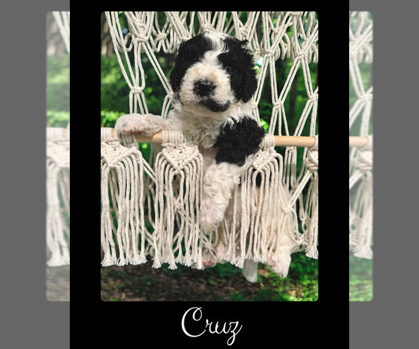 Medium Photo #6 Bernedoodle Puppy For Sale in MENIFEE, CA, USA