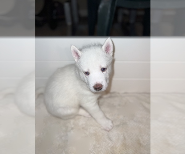 Medium Photo #2 Siberian Husky Puppy For Sale in COVINGTON, GA, USA