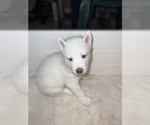 Small Photo #2 Siberian Husky Puppy For Sale in COVINGTON, GA, USA