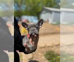 Small Photo #16 French Bulldog Puppy For Sale in HOPKINSVILLE, KY, USA