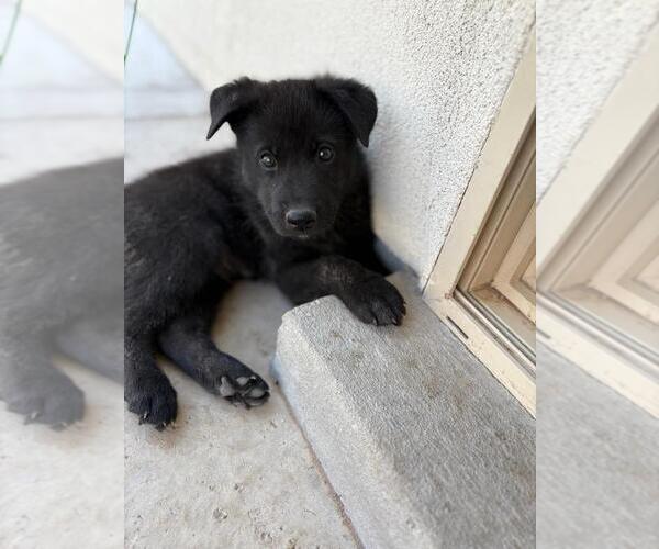 Medium Photo #3 German Shepherd Dog-Unknown Mix Puppy For Sale in Imlay City, MI, USA