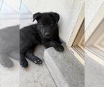 Small #2 German Shepherd Dog Mix