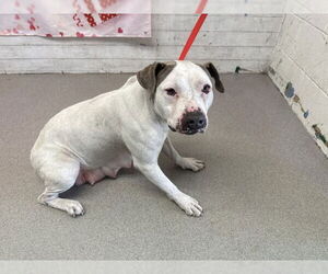 Mutt Dogs for adoption in San Bernardino, CA, USA