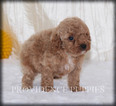Small Photo #13 Poodle (Miniature) Puppy For Sale in COPPOCK, IA, USA