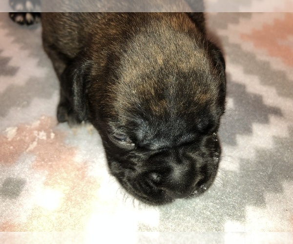Medium Photo #8 Boxer Puppy For Sale in BISMARCK, AR, USA