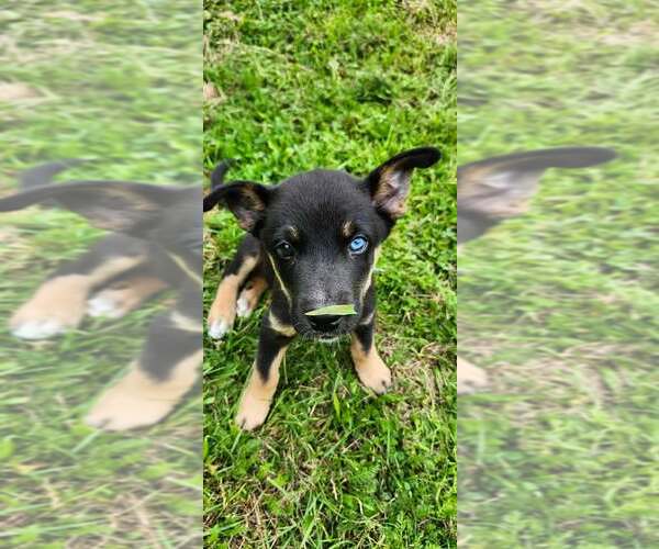 Medium Photo #4 Gerberian Shepsky Puppy For Sale in Oro Medonte, Ontario, Canada