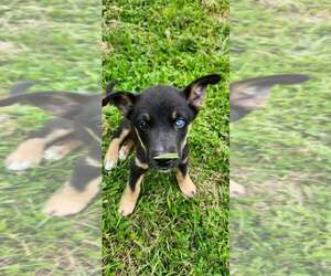 Bowie - Male Gerberian Shepsky Dog for Adoption - Photo #4