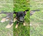 Small #3 Gerberian Shepsky