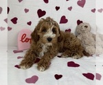 Small #3 Cavapoo (Standard)