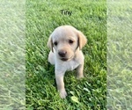 Puppy Puppy 11 Labrador Retriever