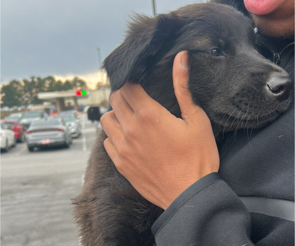 Medium Photo #1 Alaskan Husky-Australian Labradoodle Mix Puppy For Sale in MCDONOUGH, GA, USA
