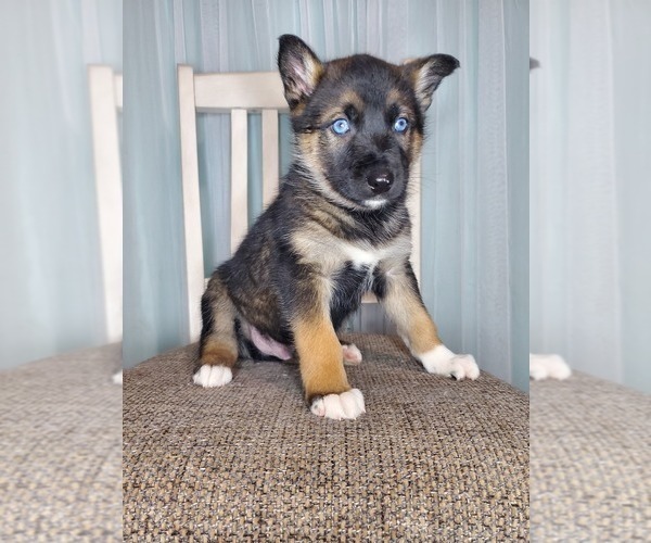 Full screen Photo #2 German Shepherd Dog-Siberian Husky Mix Puppy For Sale in GOSHEN, IN, USA
