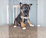 Small Photo #2 German Shepherd Dog-Siberian Husky Mix Puppy For Sale in GOSHEN, IN, USA