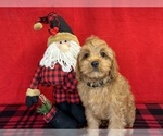 Small #1 Cavapoo