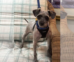 Dorian Gray - Male Poodle (Standard)-Unknown Mix Dog for Adoption - Photo #2