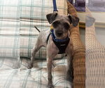 Small Photo #2 Poodle (Standard)-Unknown Mix Puppy For Sale in Mundelein, IL, USA