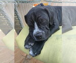 Small #1 Mastiff
