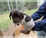 Small Photo #2 German Shorthaired Pointer Puppy For Sale in CUMMING, GA, USA