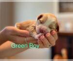 Small Photo #1 Australian Labradoodle-Labradoodle Mix Puppy For Sale in MOUNT JACKSON, VA, USA