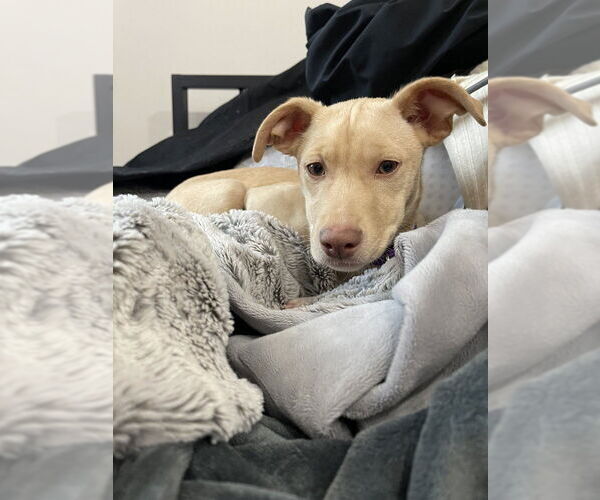 Medium Photo #1 Mountain Cur-Unknown Mix Puppy For Sale in Boston, MA, USA