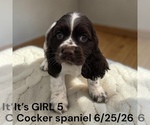 Small #7 Cocker Spaniel