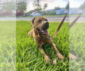 Chinese Shar-Pei-Labrador Retriever Mix Dogs for adoption in Pompano Beach , FL, USA