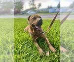 Small Chinese Shar-Pei-Labrador Retriever Mix