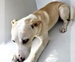 Small Staffordshire Bull Terrier