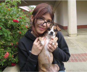 Boo Boo - Female Chihuahua-Unknown Mix Dog for Adoption - Photo #4