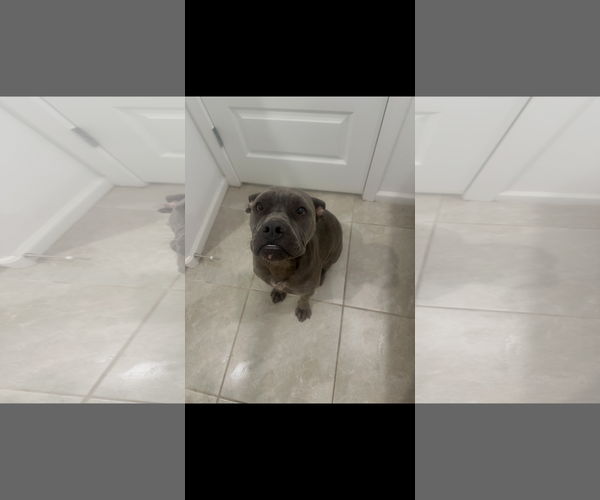 Medium Photo #1 American Pit Bull Terrier-Unknown Mix Puppy For Sale in Queen Creek, AZ, USA