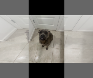 American Pit Bull Terrier-Unknown Mix Dogs for adoption in Queen Creek, AZ, USA