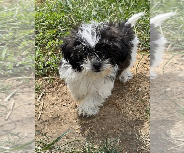 Medium Photo #1 Zuchon Puppy For Sale in BEECH GROVE, IN, USA