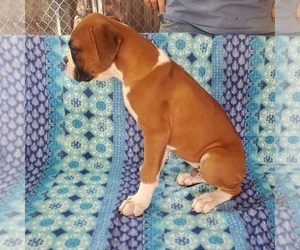 Boxer Puppy for Sale in PINE CITY, Minnesota USA