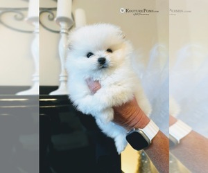 Pomeranian Puppy for sale in CHARLOTTE, NC, USA