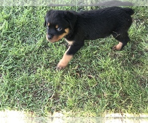 Rottweiler Puppy for sale in AUSTIN, TX, USA