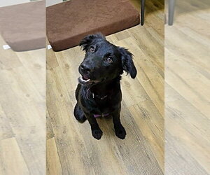 Labrador Retriever-Unknown Mix Dogs for adoption in Raleigh, NC, USA