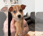 Small #1 Australian Terrier-German Shepherd Dog Mix