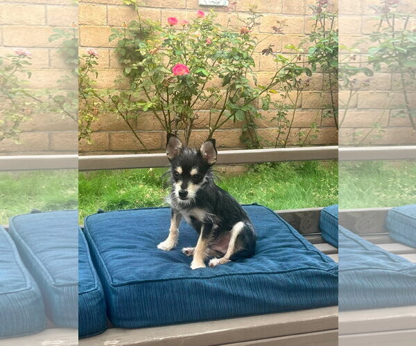Medium Photo #10 Chihuahua-Unknown Mix Puppy For Sale in Corona, CA, USA