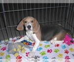 Small #2 Beagle