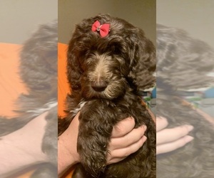 Labradoodle Puppy for sale in PINEVILLE, LA, USA