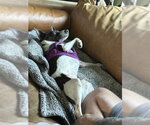 Small #6 Rat Terrier