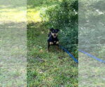Small #1 Chiweenie