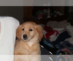 Small Photo #18 Golden Retriever Puppy For Sale in SPENCER, TN, USA