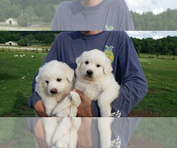 Medium Photo #4 Great Pyrenees Puppy For Sale in SHELBYVILLE, TN, USA