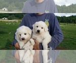 Small Photo #4 Great Pyrenees Puppy For Sale in SHELBYVILLE, TN, USA