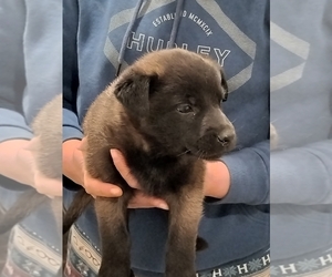 Belgian Malinois Puppy for sale in CHULA VISTA, CA, USA