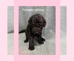 Puppy Yellow Labradoodle